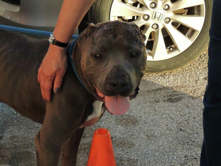 Американский питбультерьер самка