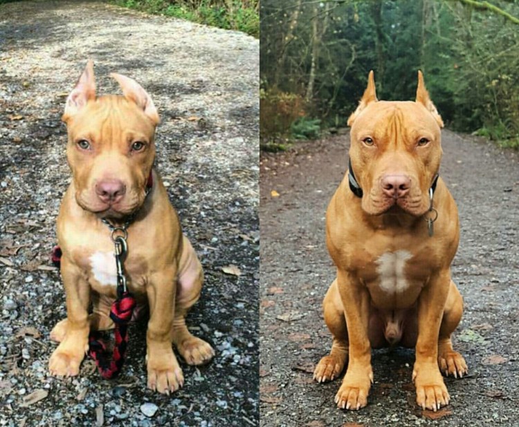 Питбуль без обрезанных ушей