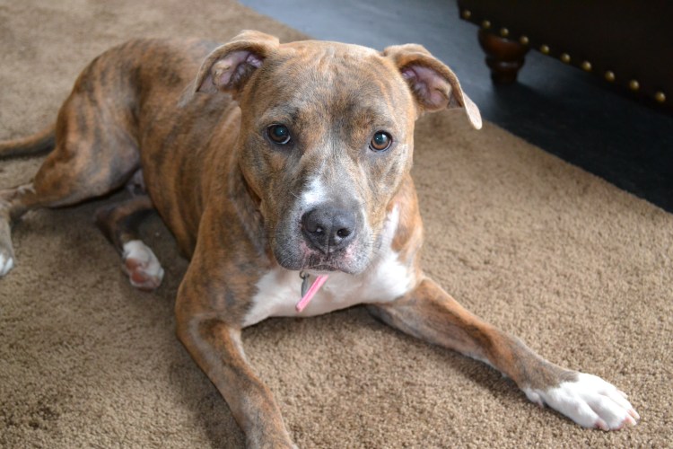 Американский стаффордширский терьер (амстафф)