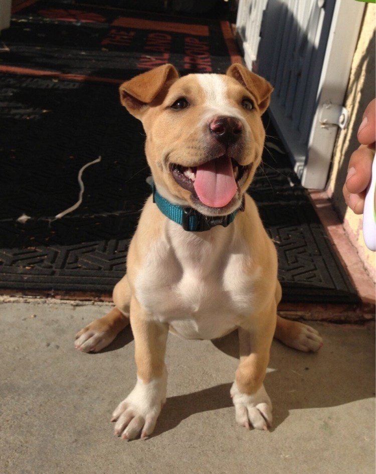 Питбуль рыжий улыбка