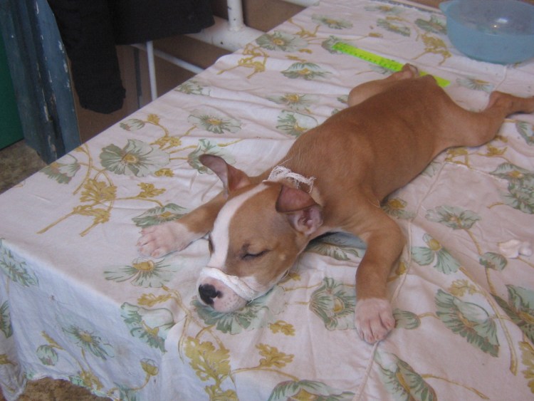 Американский стаффордширский терьер с обрезанными ушами