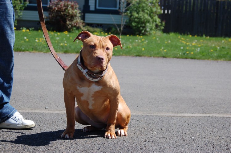 Питбуль с копированными ушами