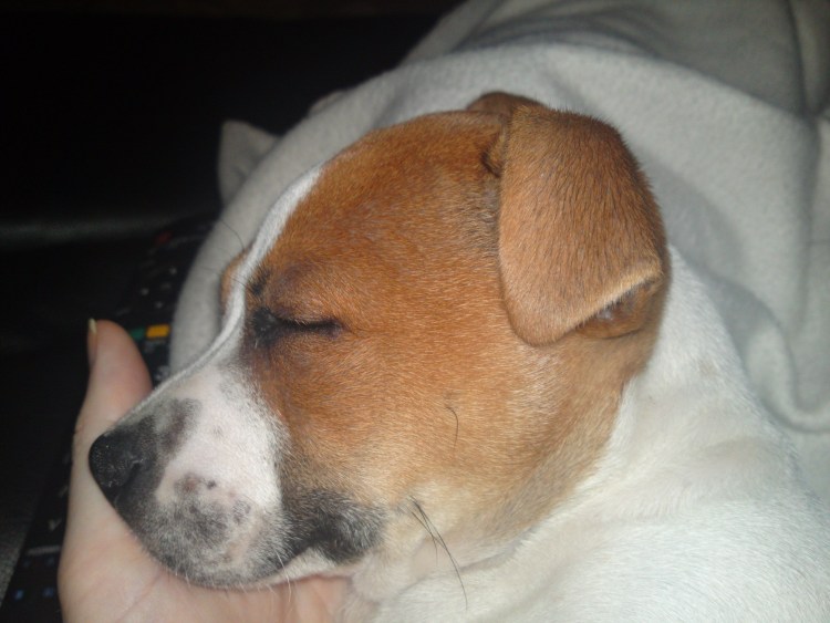 Стафф питбуль щенки