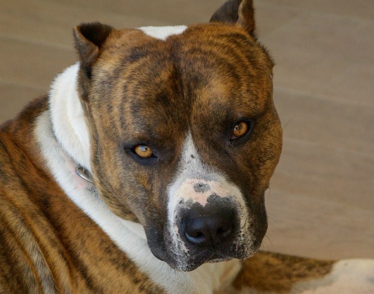 Взять в добрые руки стаффа или питбуля Воронеж