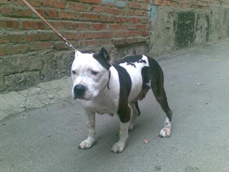 Кубинский стаффордширский терьер