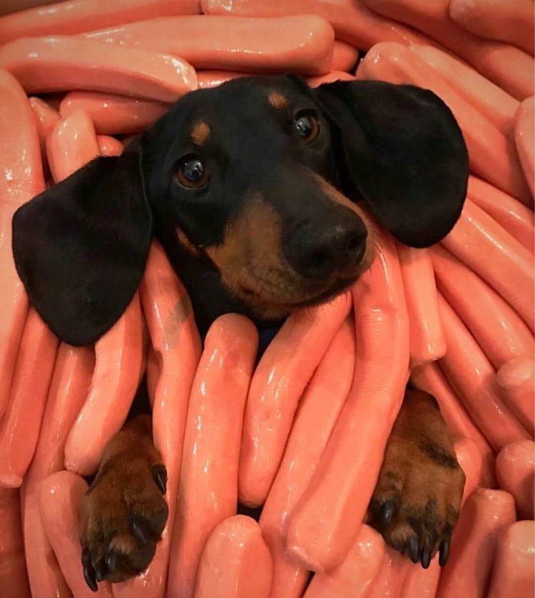 Такса хот дог