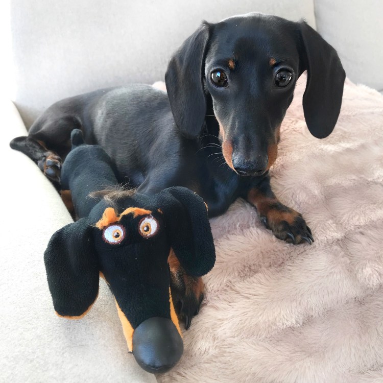 Такса сосиска