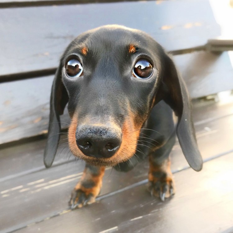 Такса собака в необычной позе