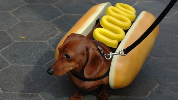 Собака в костюме хот дога
