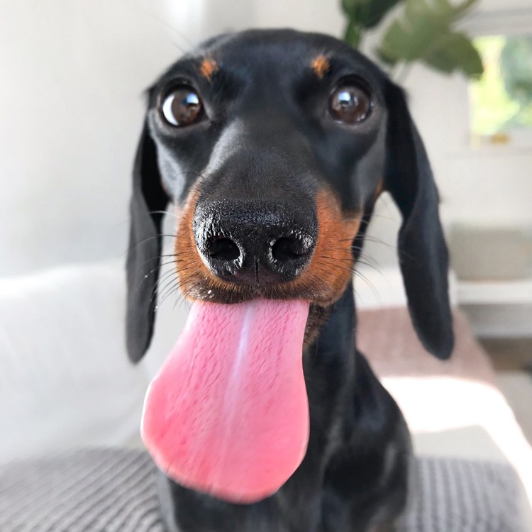 Собака сасика