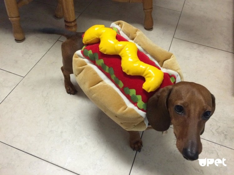 Тайна домашних животных Бадди