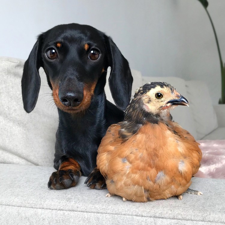 Собака похожая на сосиску