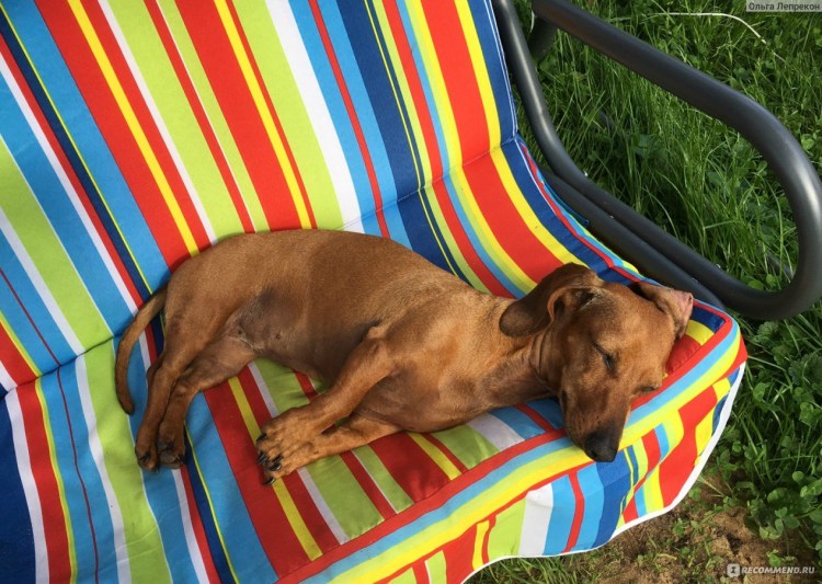 Тайная жизнь домашних животных Бадди