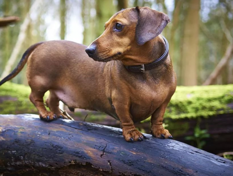 Креативные сосиски
