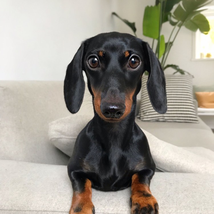 Собака сарделька