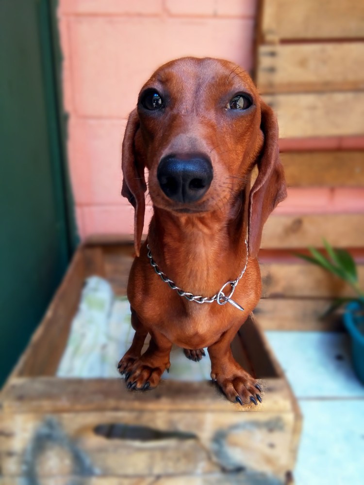 Такса сосиска