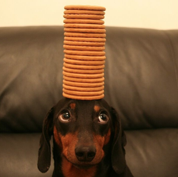 Собака дашхунд Корнер