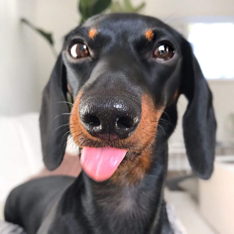 Такса сосиска