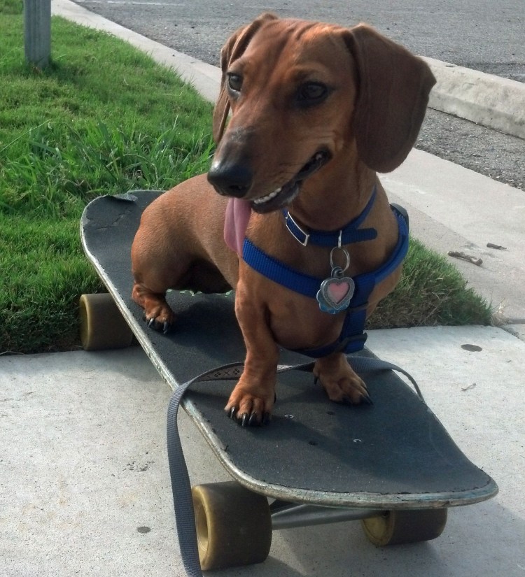 Реалистичная игрушка такса