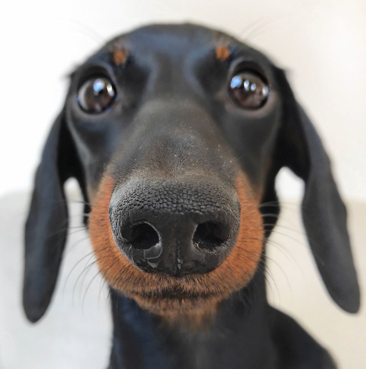 Такса в костюме хот дога