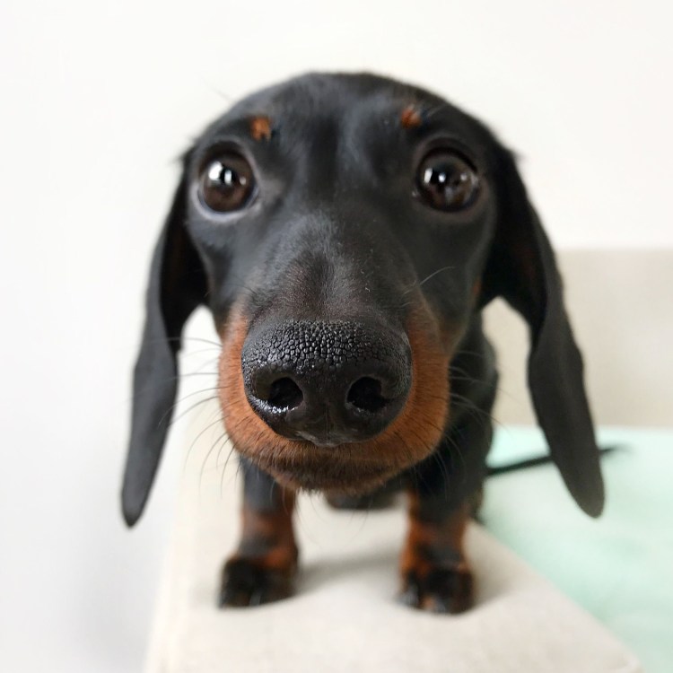 Танцующие сосиски