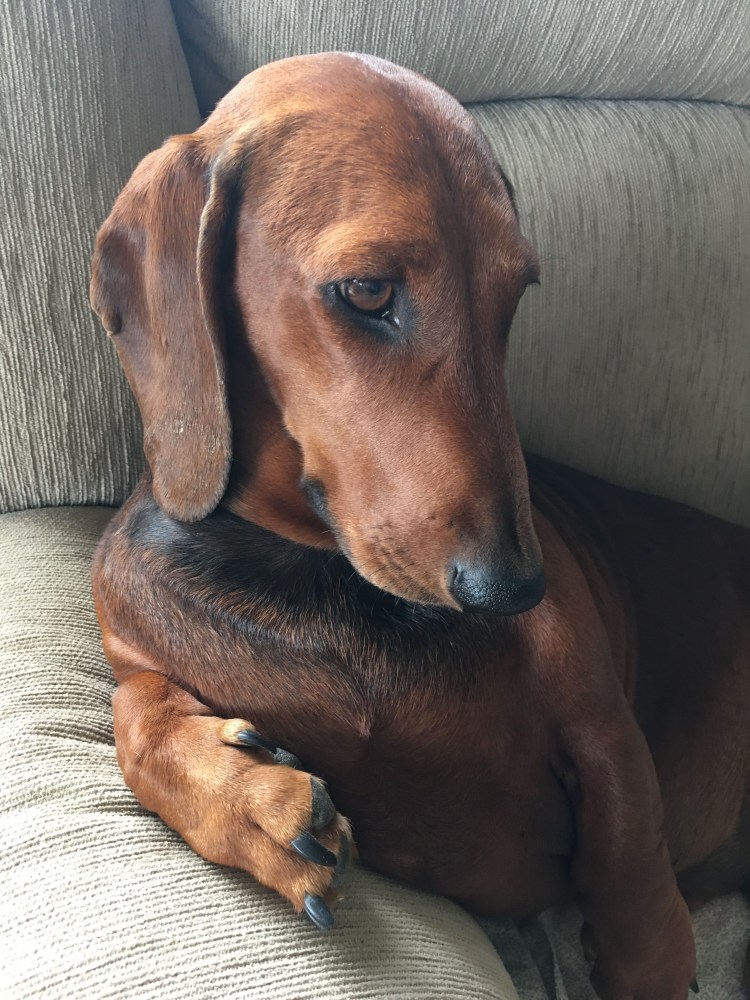 Сезон охоты сосисочка