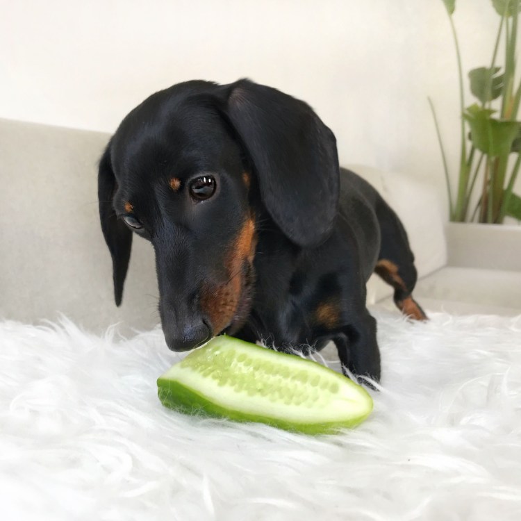 Собака сосиска