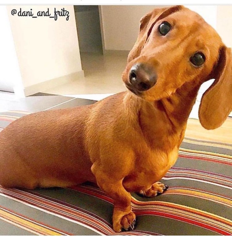 Мороженое для собак