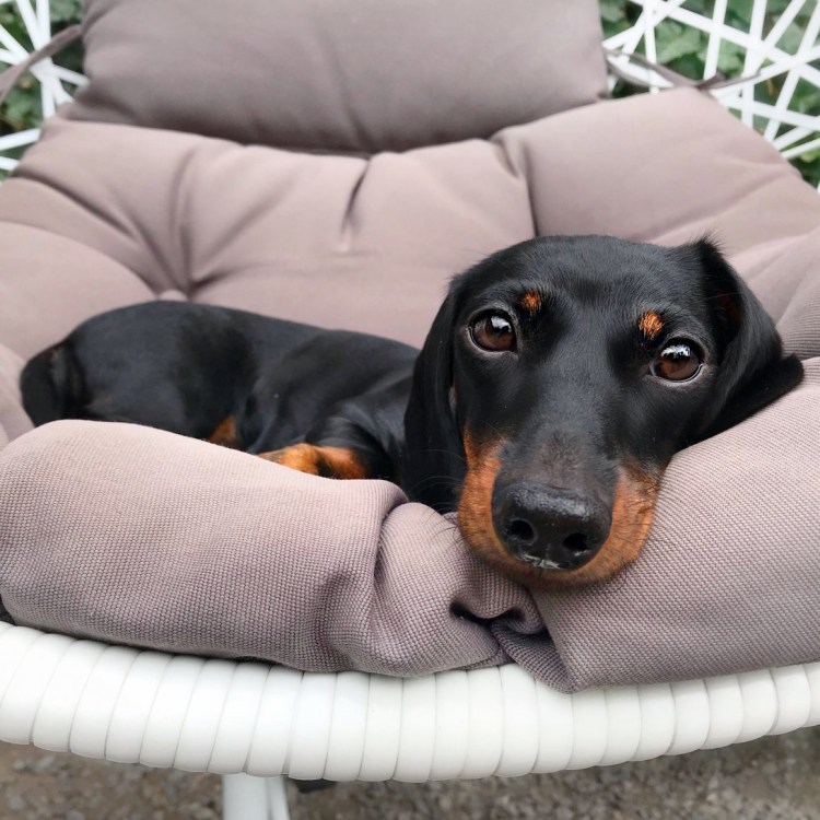 Мистическая такса сосиска