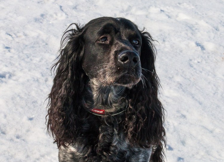Нормальные глаза у русского спаниеля фото