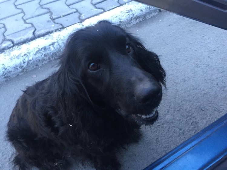 Спрингер спаниель черный