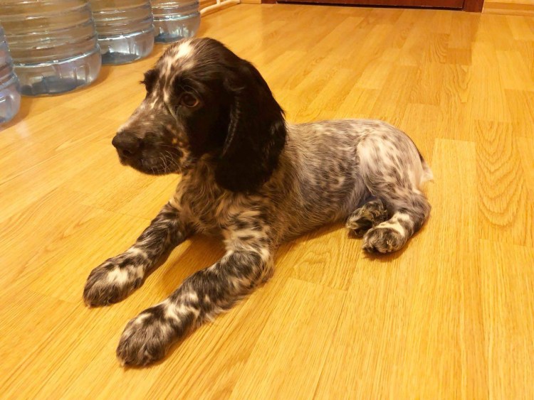 Ярославский спаниель