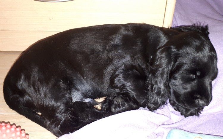 Английский кокер спаниель 10 месяцев