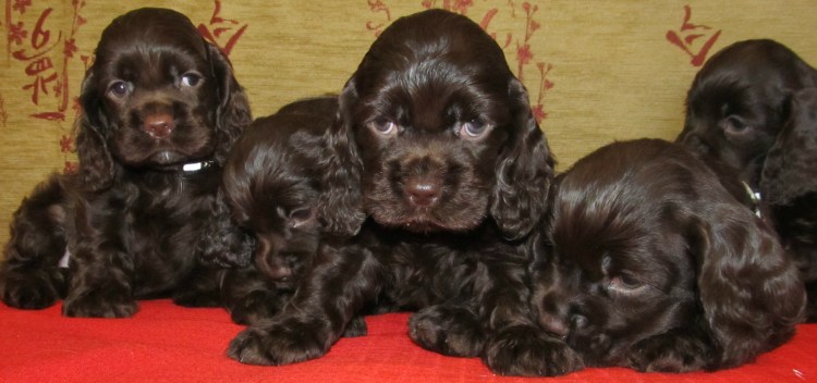 Бордер колли и английский кокер спаниель