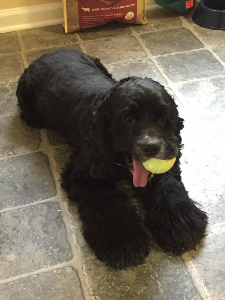 Спаниель спринт черный окрас