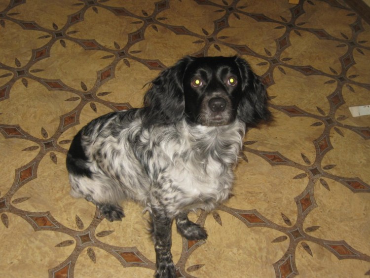 Некупированный спаниель