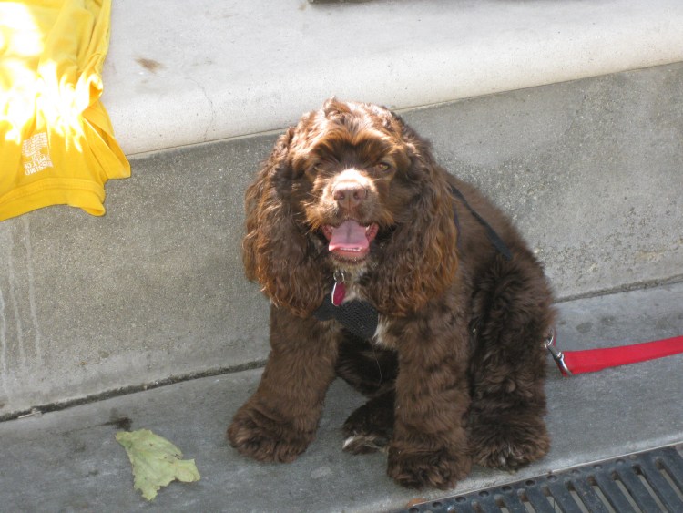 Испанский спаниель спарить Мордовия