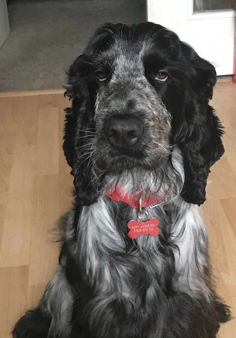 Собака ирландский сеттер