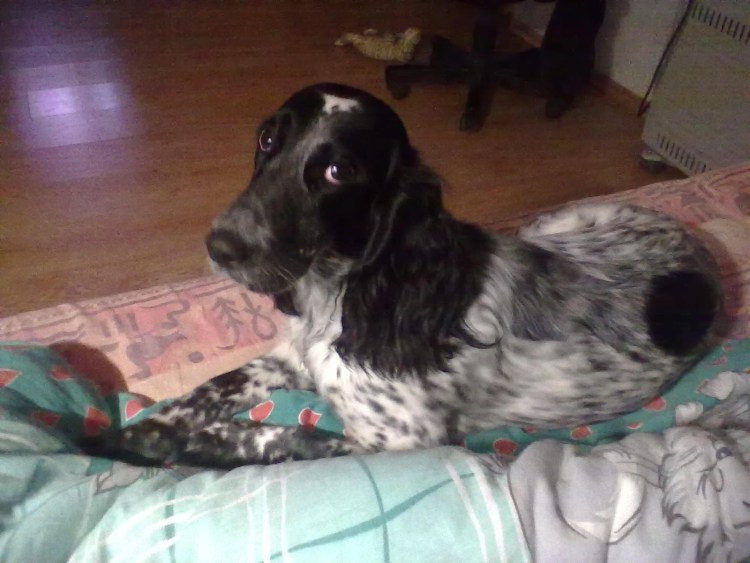 Стрижка русского охотничьего спаниеля