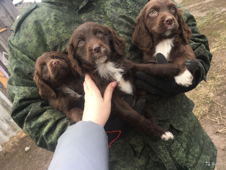 Английский спаниель черный с белой грудкой
