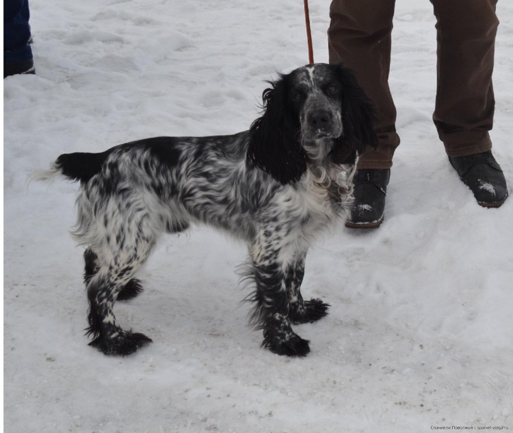 Русский охотничий спаниель Гретта