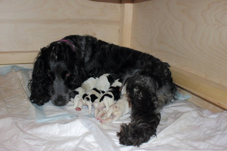 Русский кокер спаниель