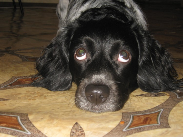 Русский охотничий спаниель с хвостом