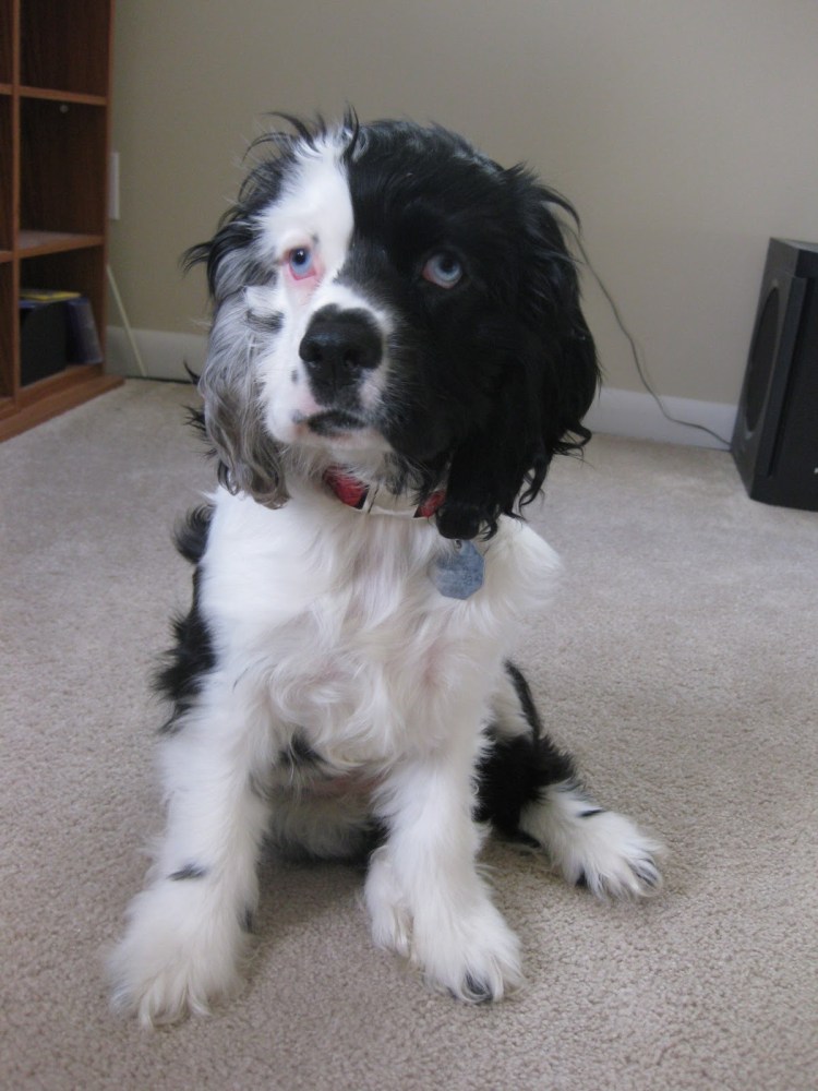 Нестриженный спаниель