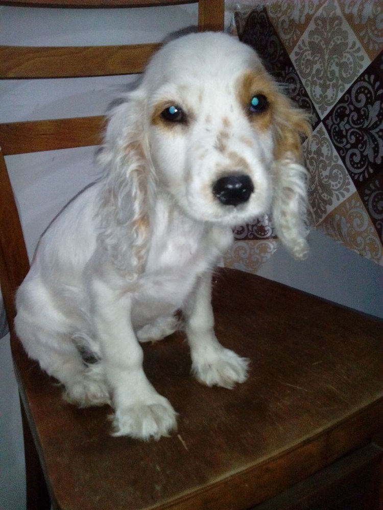 Английский кокер спаниель белый