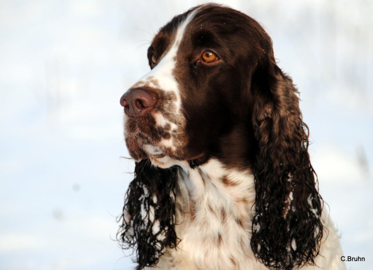 Спрингер спаниель с гончей вязка