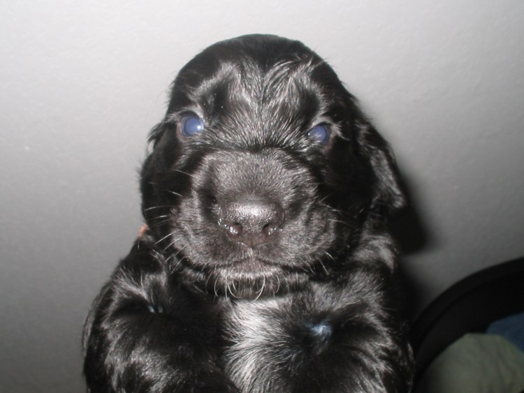 Английский кокер-спаниель