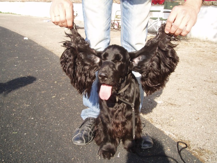 Собака компаньон русский охотничий спаниель