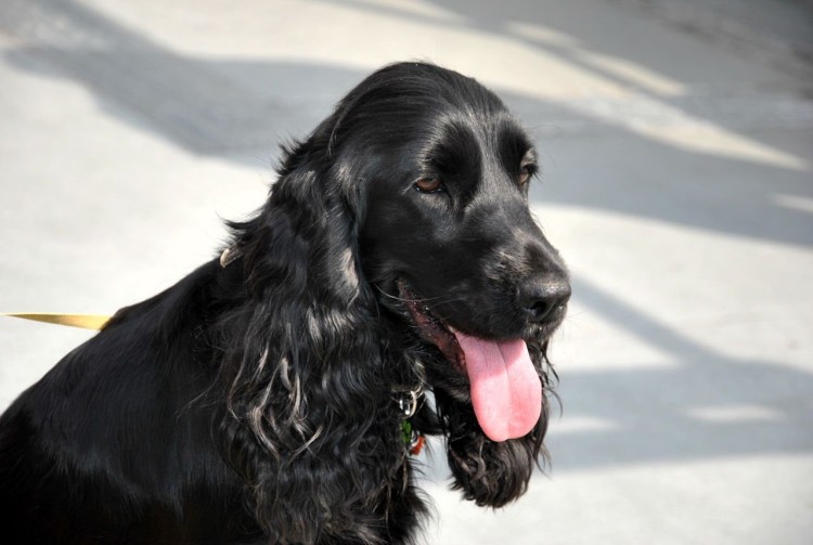 Джек русский спаниель