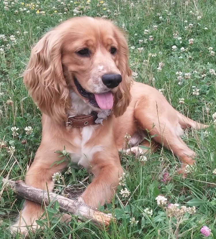 Бойкин спаниель купить